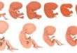 Fasi dello sviluppo fetale settimana per settimana (2)