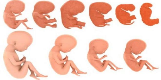 Fasi dello sviluppo fetale settimana per settimana (3)