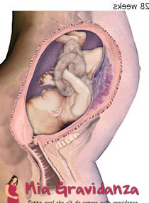 Qual è la posizione del feto nel settimo mese - la posizione occipitale anteriore